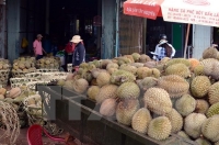 Nông dân Tiền Giang trở thành tỷ phú nhờ sầu riêng được giá